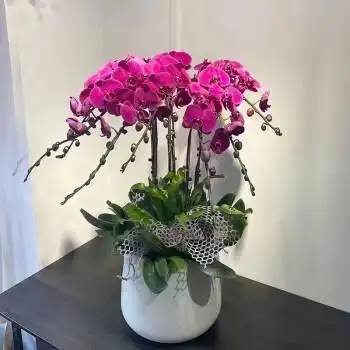 蝴蝶兰盆栽带花室内客厅花苞花剑花卉盆栽绿植名贵兰花办公桌广州 8支