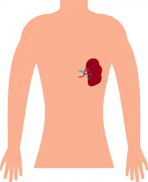 人类脾脏矢量图标的平面插图,用于在白色上隔离的网络.