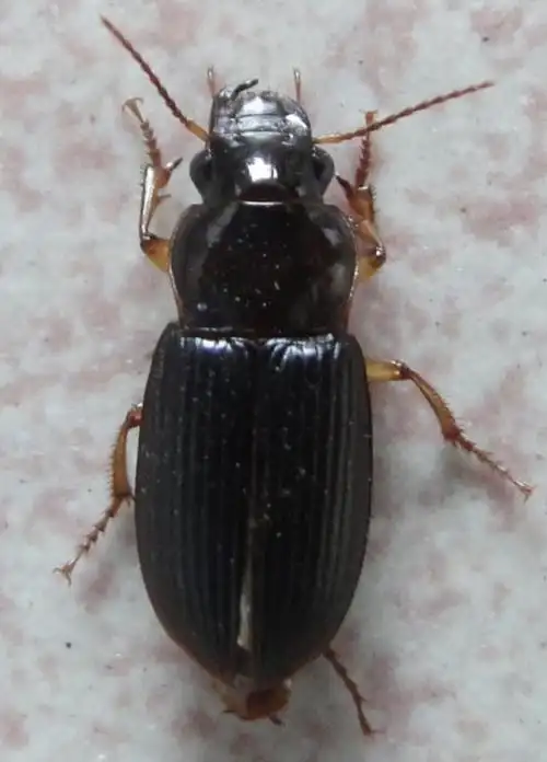 大家看一下这是蟑螂吗?办公室,家里都有这玩意,身长一厘米多点