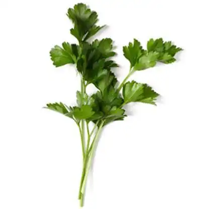 图片 意大利香菜