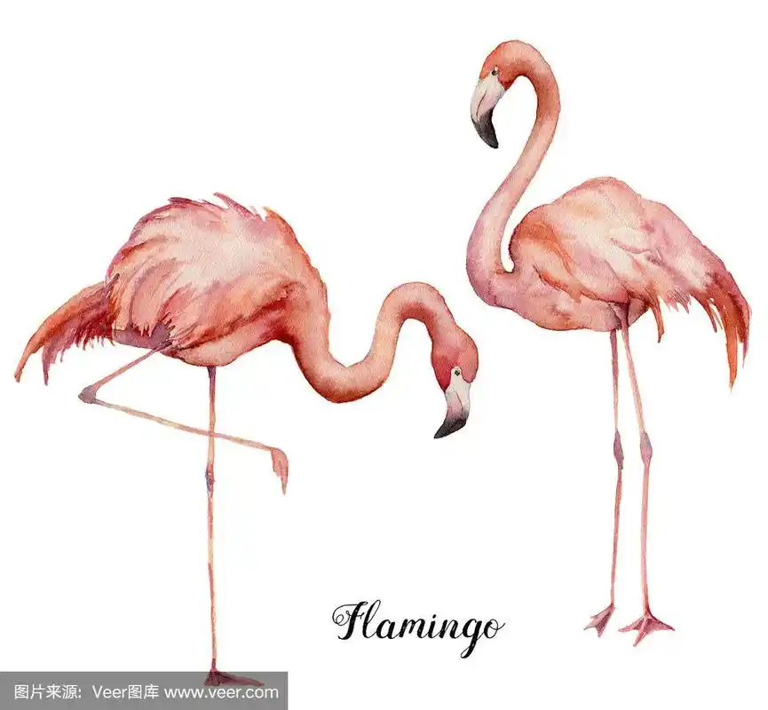水彩两粉红火烈鸟套装.手绘鲜艳的珍奇鸟孤立在白色的背景.