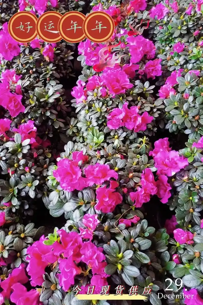 比利时杜鹃花.#图文热搜词创作任务 比利时杜鹃(又名西洋杜鹃 - 抖音