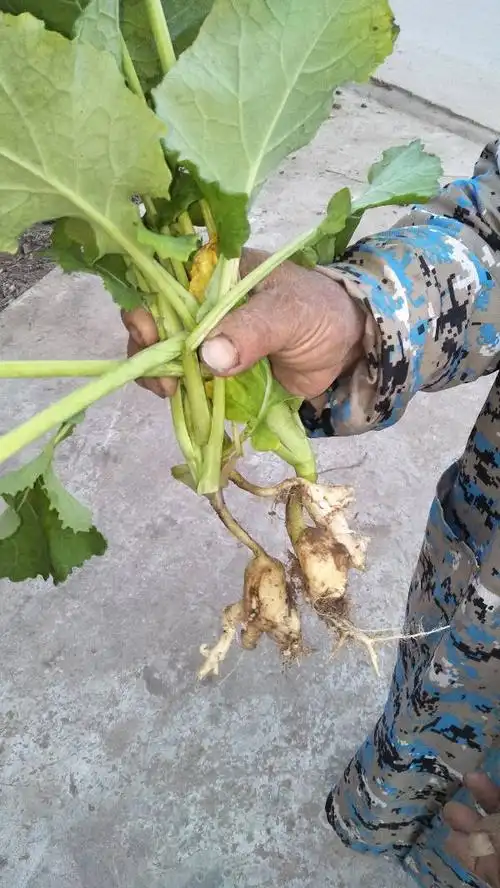 油菜根部么圆根,没须根是啥原因