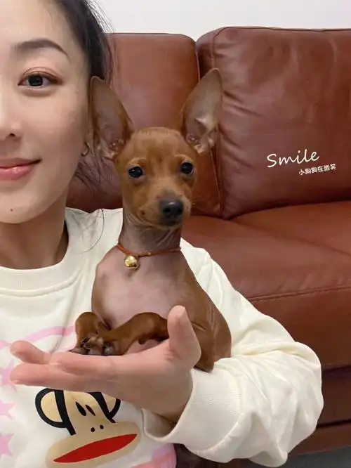 狗狗名字品种土豆鹿犬五个月啦