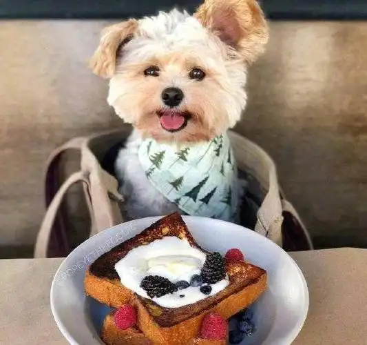 原来狗狗的"吃饭姿势",会透露出它的"性格"