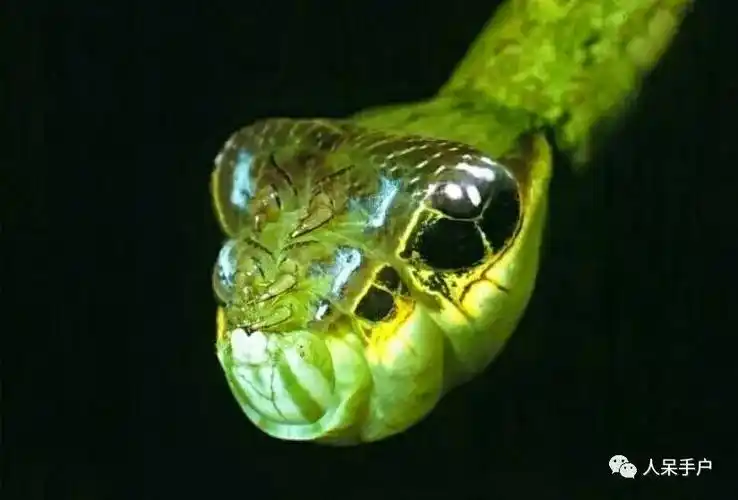 蝴蝶似枯叶,毛虫会装蛇(动物拟态)