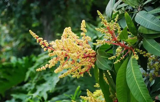 加强芒果抽穗期和开花期的管理,是夺取当年芒果丰产的关键时期,芒果