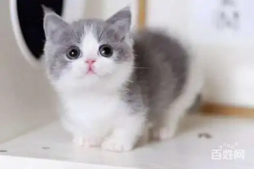 宝鸡短毛猫贵吗 短毛猫好养吗 短毛猫照片