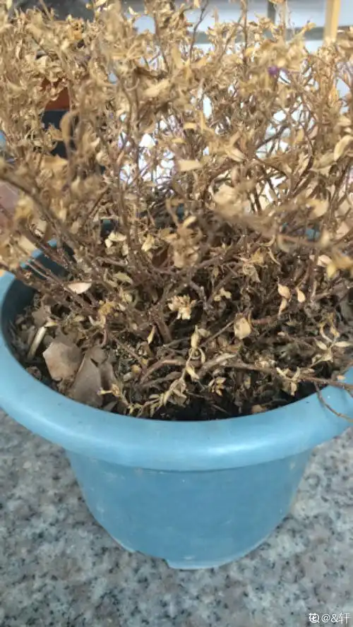 满天星冬天叶片干枯