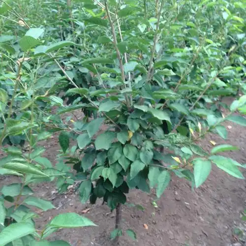 樱桃树苗树苗常年大量供应樱桃树苗优质批发零售