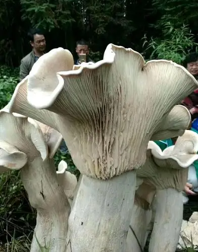 云南惊现巨型可食用蘑菇 高近1米重100斤