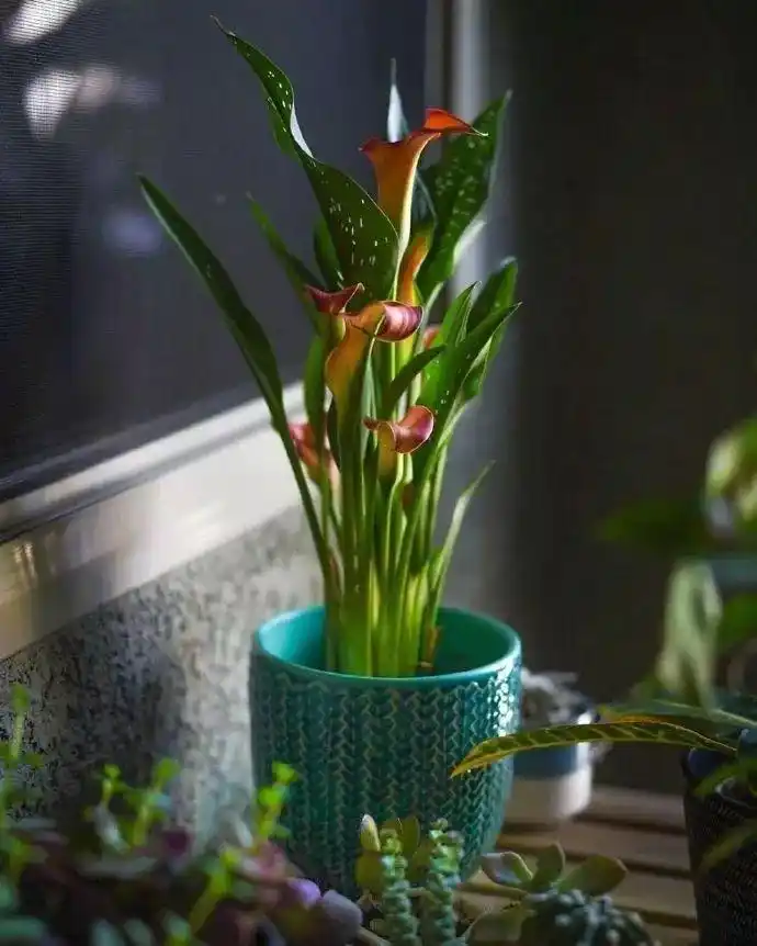 微信背景墙图片|植物 ins小清新壁纸