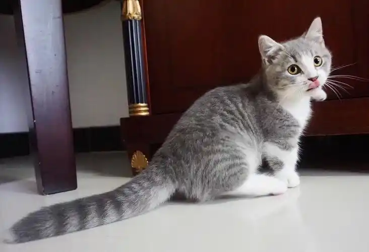 蓝虎斑加白曼基康矮脚弟弟