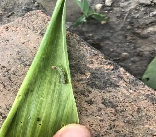 介休市发布粘虫防治通知