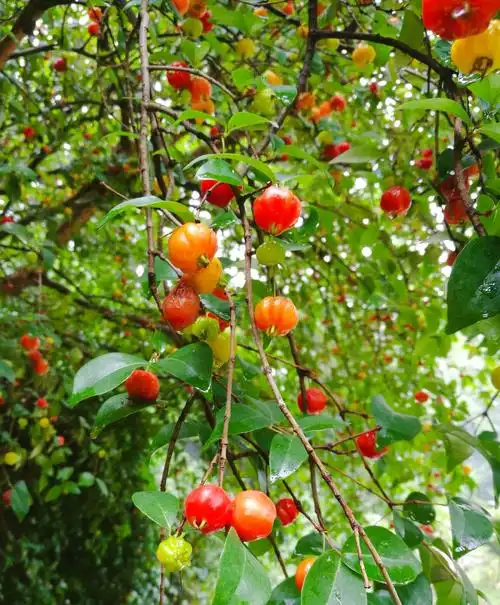 晶莹剔透小红果(手机随拍)