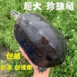 台湾珍珠龟图片