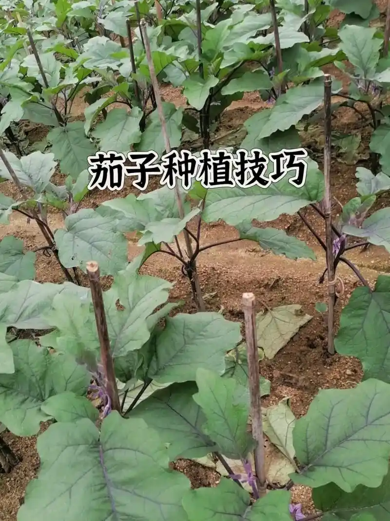 茄子种植技巧#农业种植 #茄子种植 #每天分享农业小知识 # - 抖音