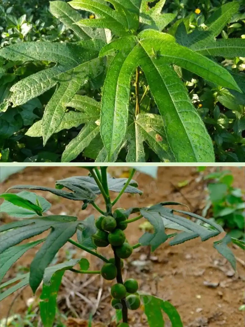 079 | 五指毛桃,仔细看这个叶子别认错了 ⚠️ 【警惕成分】无