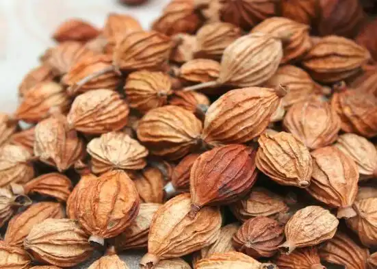 中药材的种类有很多,砂仁是其中一种,砂仁又分为不同的品种,川砂和