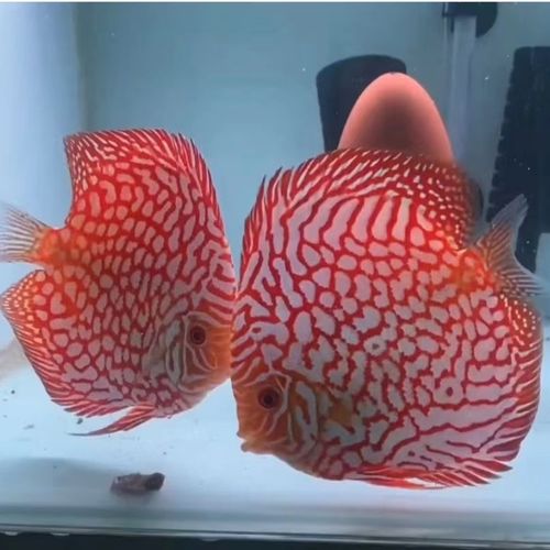 七彩神仙鱼七彩鱼马来棋盘鸽子#招财观赏鱼高档热带观赏鱼5-6厘米