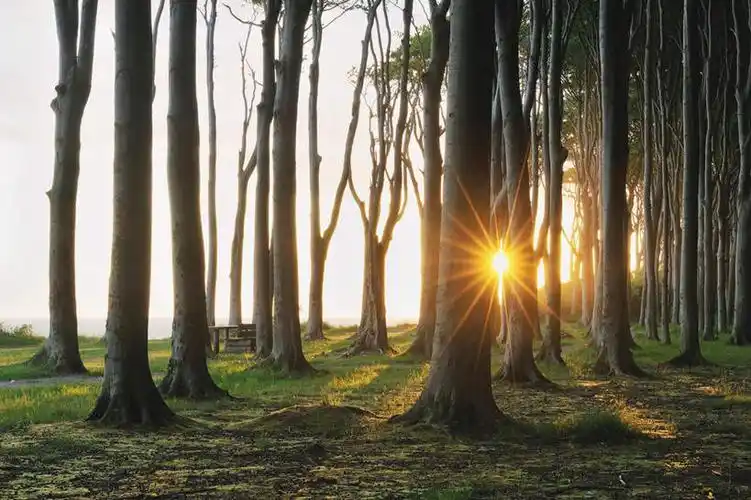 无人,横图,室外,白天,正面,旅游,度假,日出,美景,树林,太阳,植物,德国