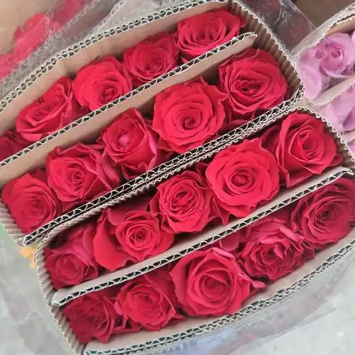 【玫瑰珍爱ab级】云南昆明鲜切花批发花店七夕情人节红玫瑰珍爱