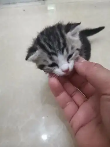 家养美短虎斑加白