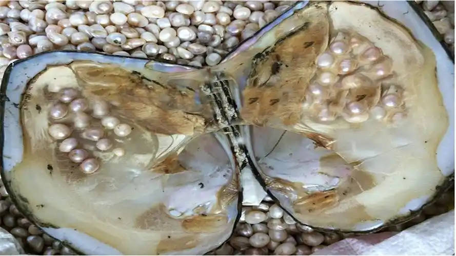 三,珍珠采收育珠蚌经过二夏一冬或三夏二冬养育后,即可采收.