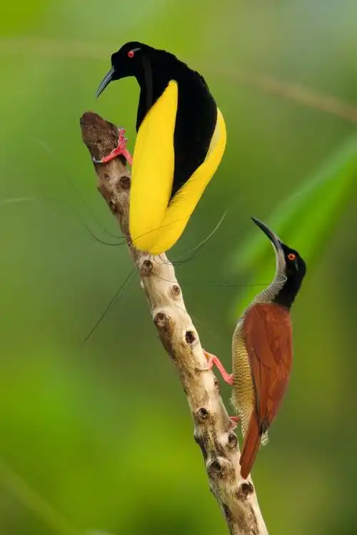 咖啡馆:"网红"景点or野生动物的牢笼    这是一幅十二线风鸟的肖像