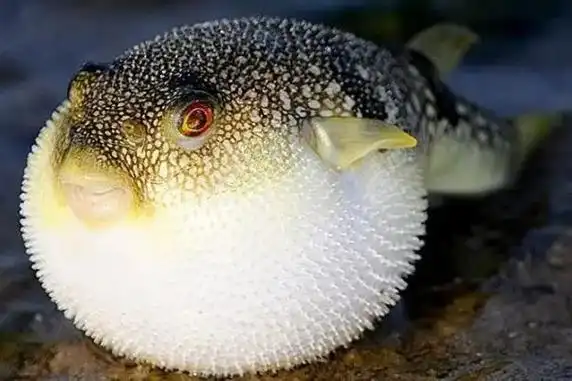 河豚生气几次会死