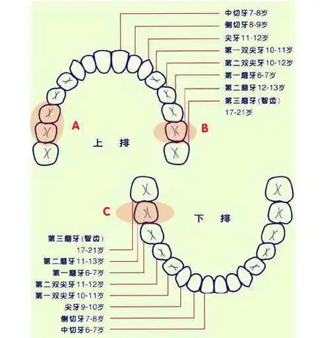 麦芽口腔医生介绍到一般情况下,人的牙齿都是上下14颗,共28颗,再加上4