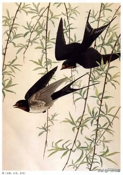 工笔百鸟图谱选页分享