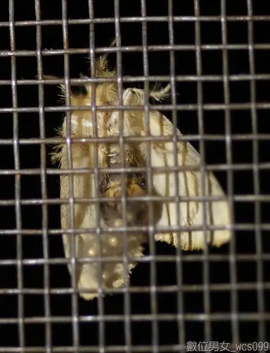 飞蛾产卵 - mychat 数位男女_影像封存馆