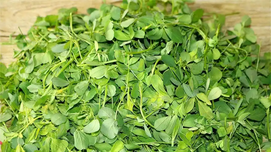 苜蓿菜怎么做好吃