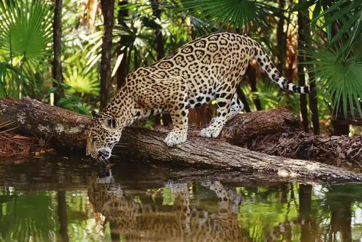 陆地上十大最凶猛动物,第一你想不到!