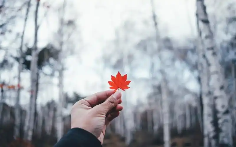 手,手指,红枫叶