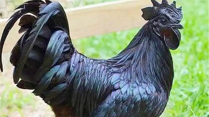 世界最贵的"鸡",号称"兰博鸡尼",一只售价高达1.8万!