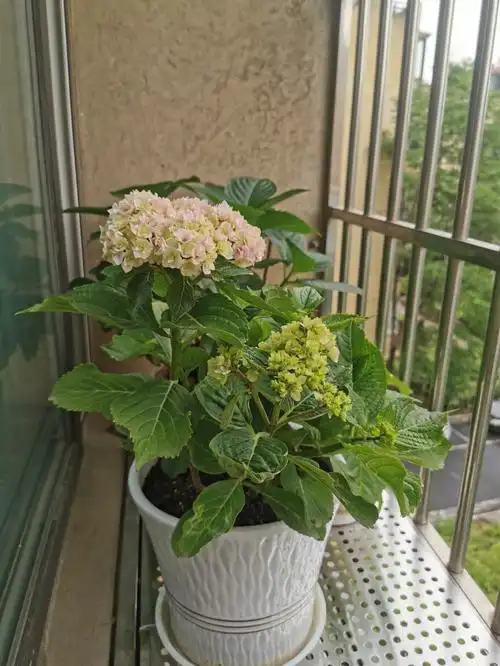 绣球的开花过程