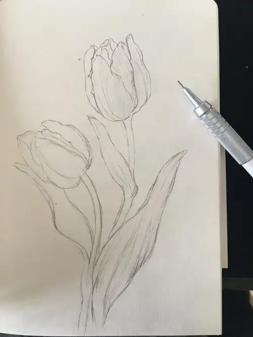 闲来小画之郁金香