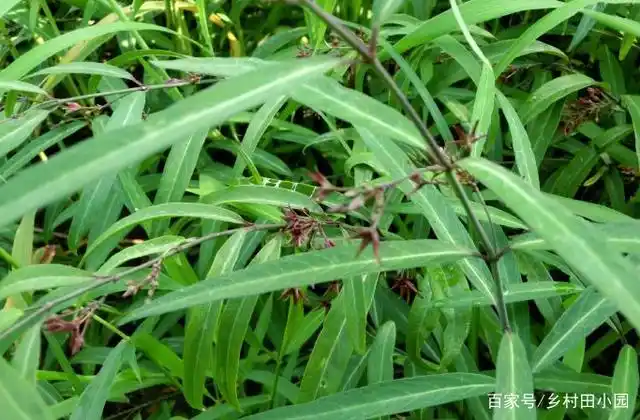 一种草药,专治咳嗽,祛痰止咳效果显著,山上很多,请您识别