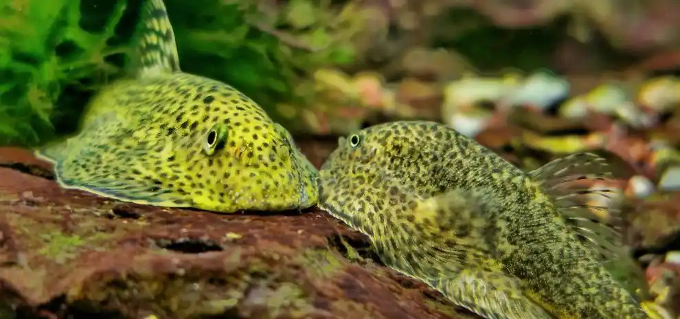 冷水清道夫琵琶鳅双吸盘贵州爬岩鳅除藻吃垃圾鱼缸清洁工具观赏鱼双