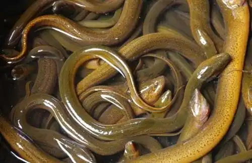 黄鳝介绍及图片