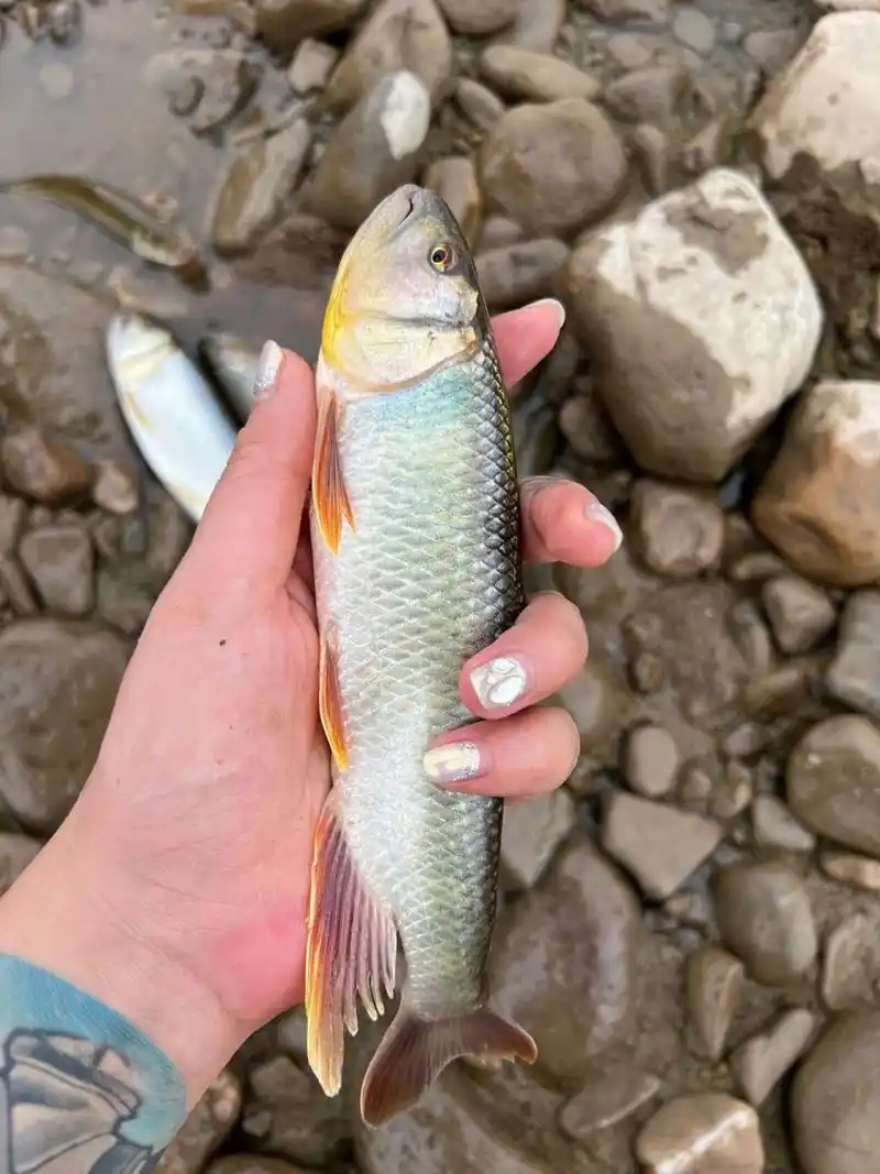 马口鱼,大马口 马口,大马口,冷水原生鱼,凶猛,大量有货.