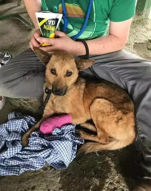 两个男人翻山涉水走了12个小时,只因一只正在静静等待死亡的狗狗