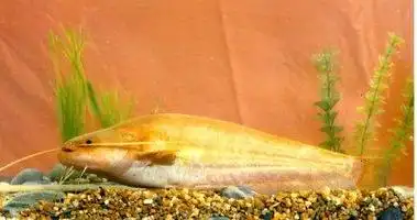 p>欧洲六须鲶, i>silurus glanis  /i>(linnaeus, 1758),鲇科鲇属的