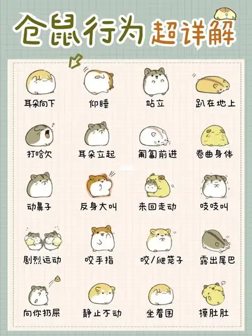 仓鼠行为语言解析扔是在说爱你7175