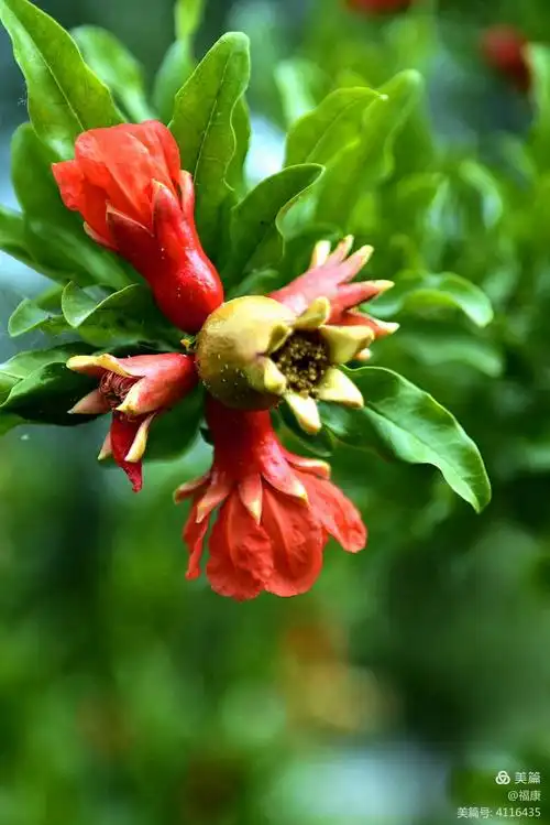 花石榴开花又一年