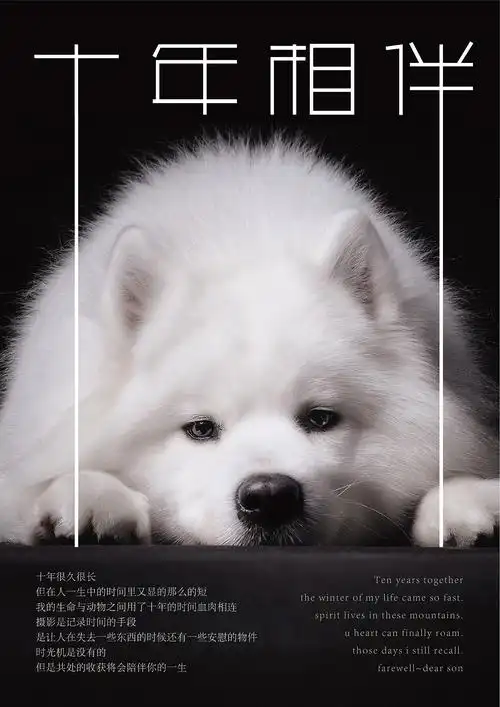 宠物主题不同海报排版练习