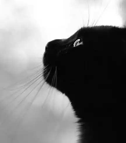 求一张黑猫头像!(一只黑猫走过来,转转头走了)