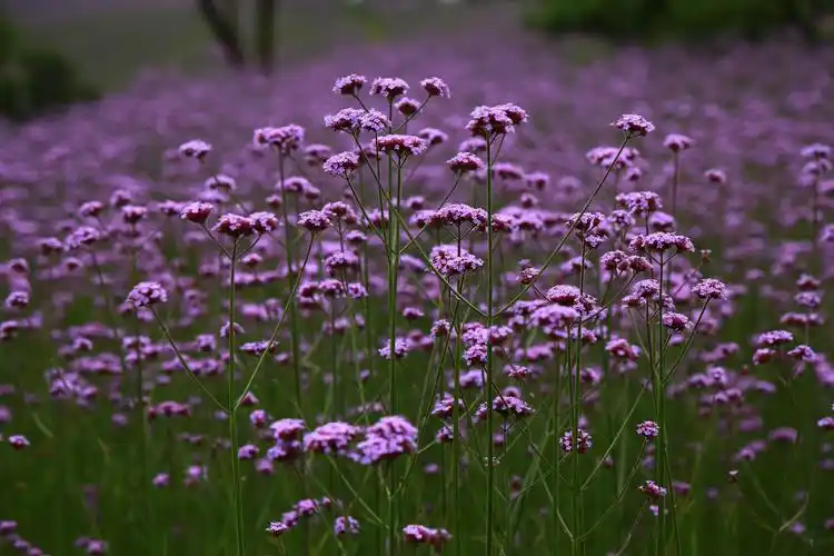 瓮安马鞭草风景